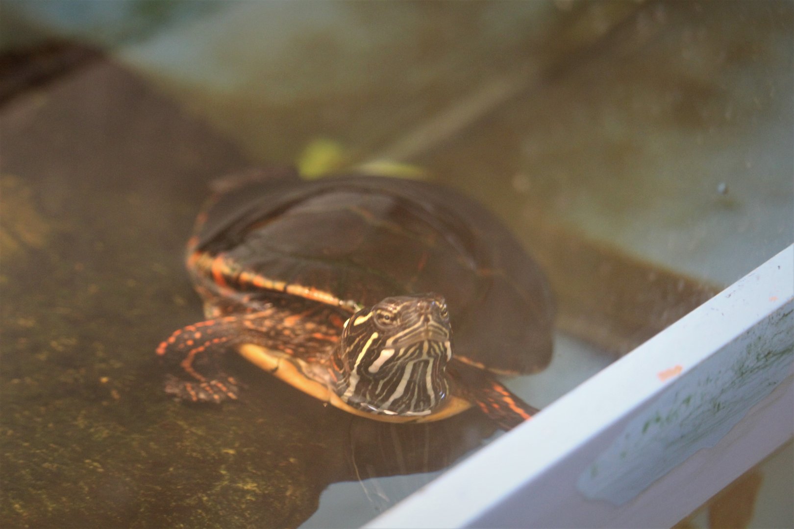 Cape May Point State Park - Painted Turtle