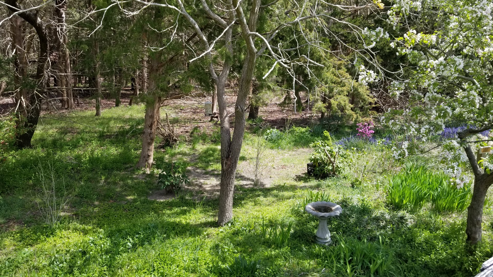 Cape May - Pollinator garden