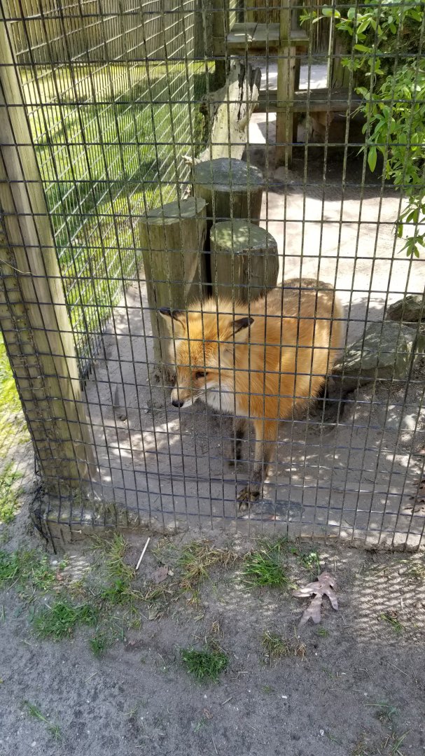 Cape May - Red fox