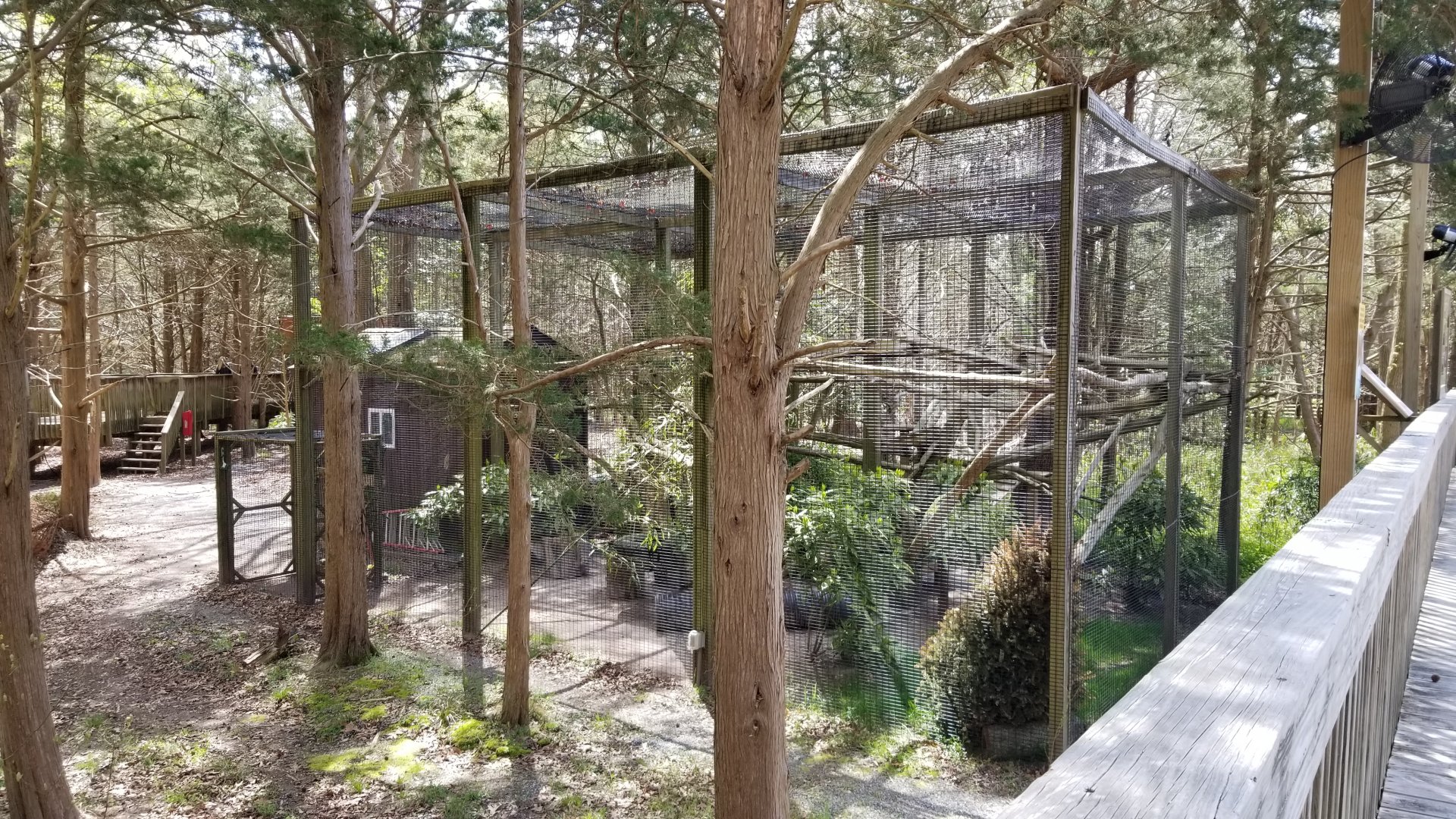 Cape May - Red Panda