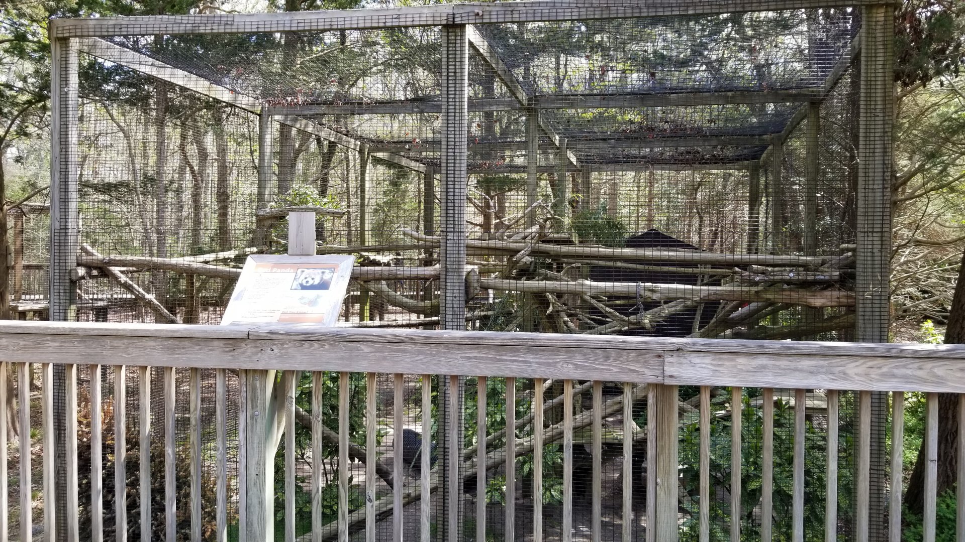 Cape May - Red Panda