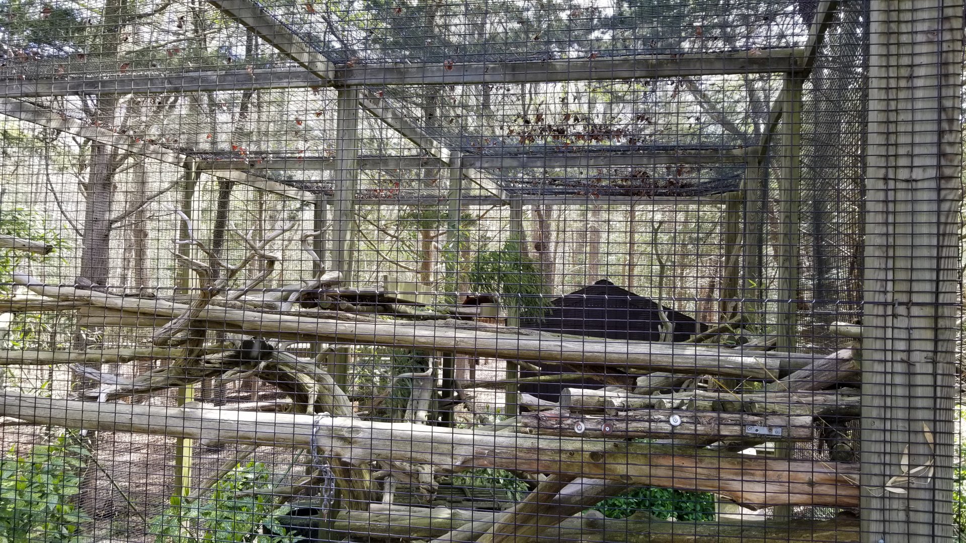 Cape May - Red Panda