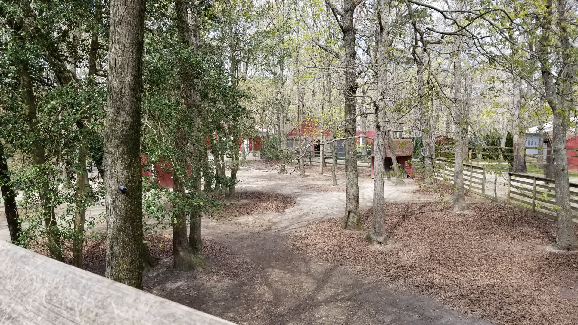 Cape May - Right end of llama/alpaca