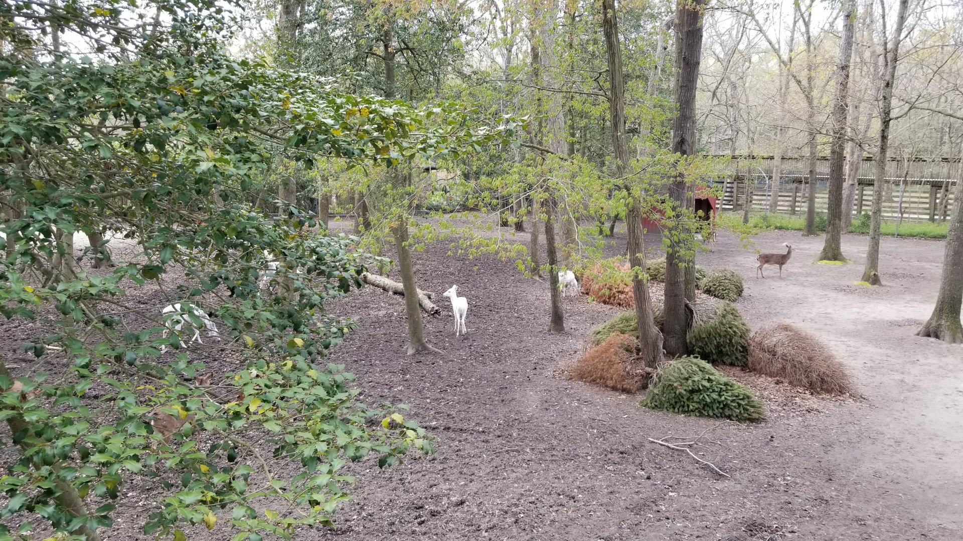 Cape May - Right side for white-tailed deer