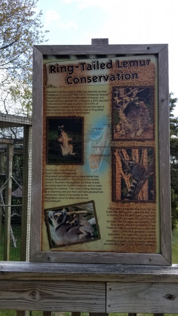 Cape May - Ring-tailed lemur
