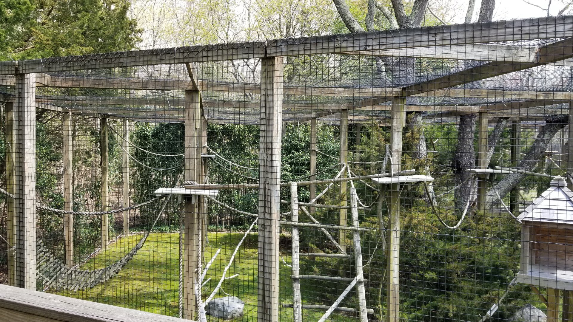 Cape May - Ring-tailed lemur