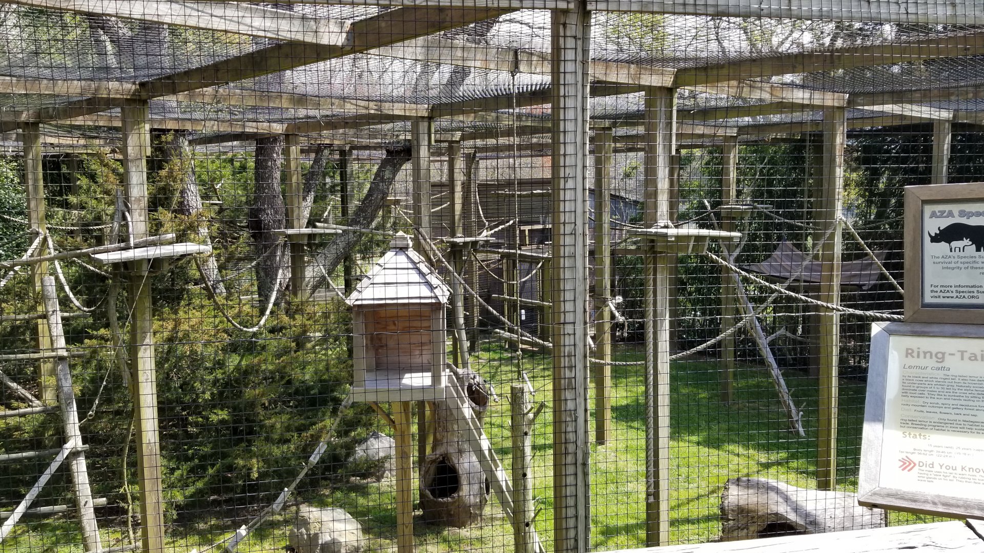 Cape May - Ring-tailed lemur