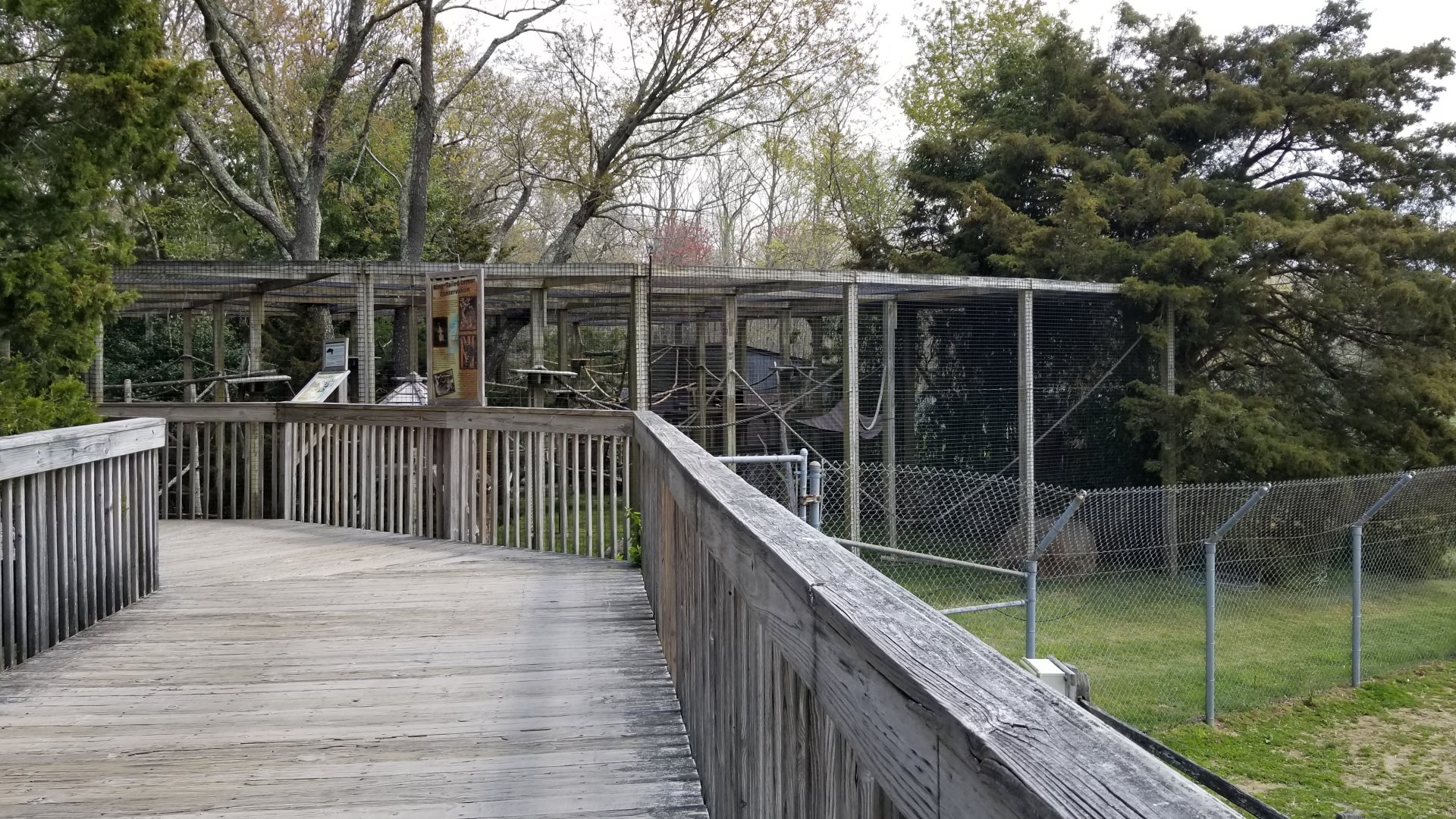 Cape May - Ring-tailed lemurs