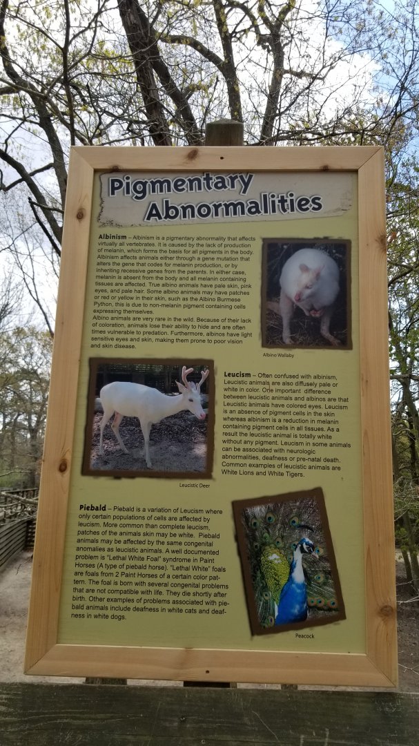 Cape May - Sign about albinism, leucisticism, and piebald