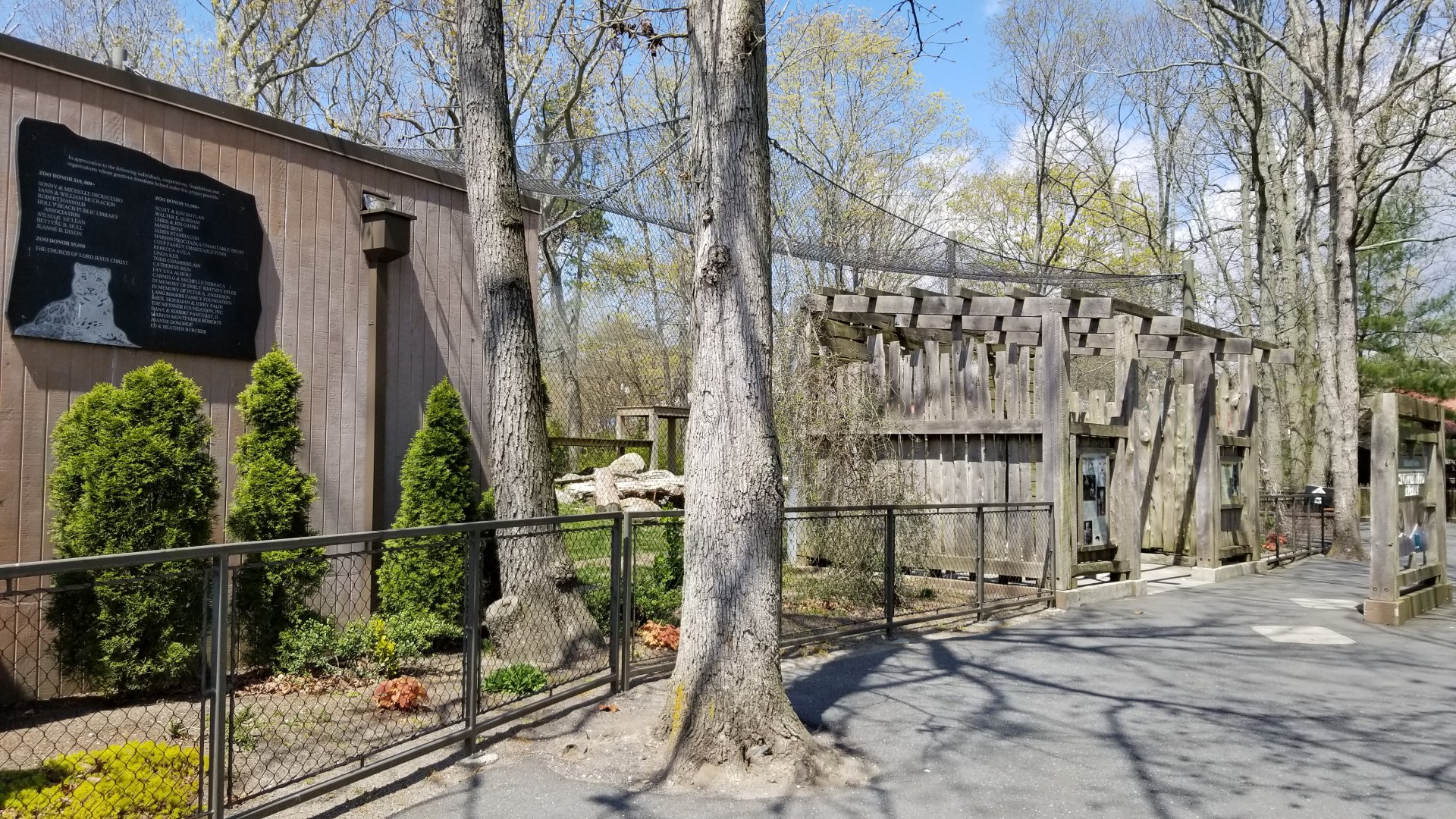 Cape May - Snow Leopard