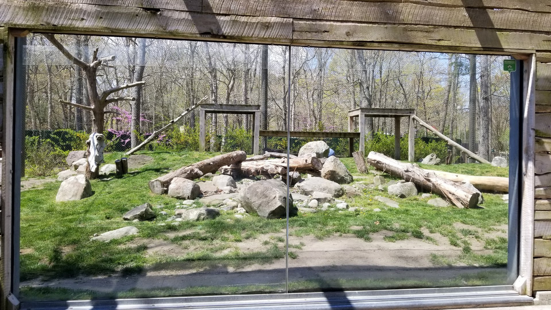 Cape May - Snow Leopard