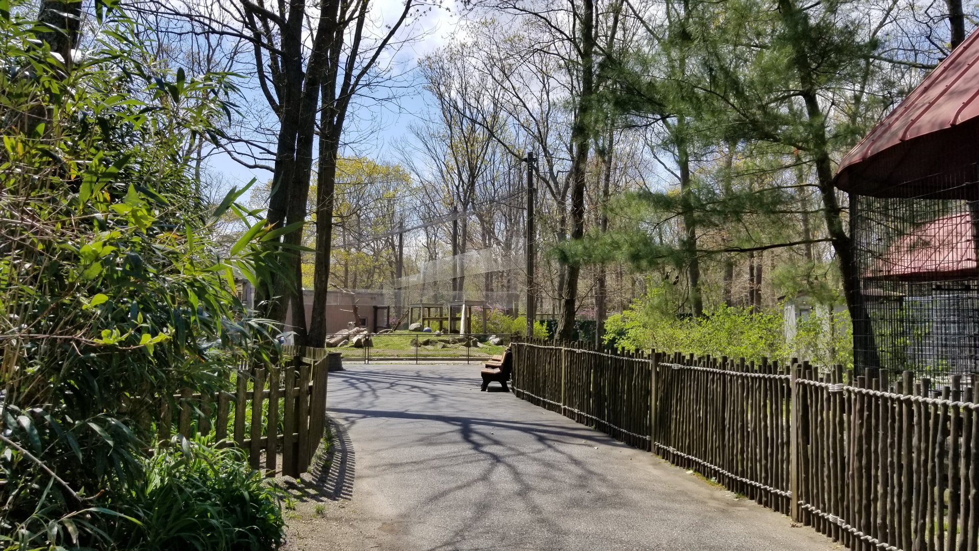 Cape May - Snow Leopard