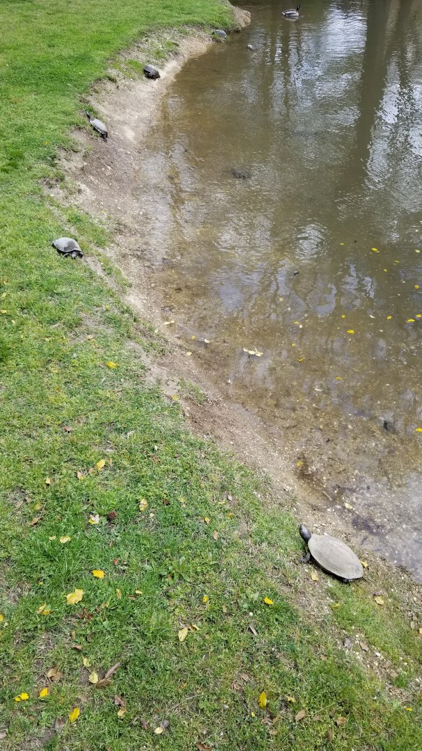 Cape May - Turtle ID? Capybara exhibit