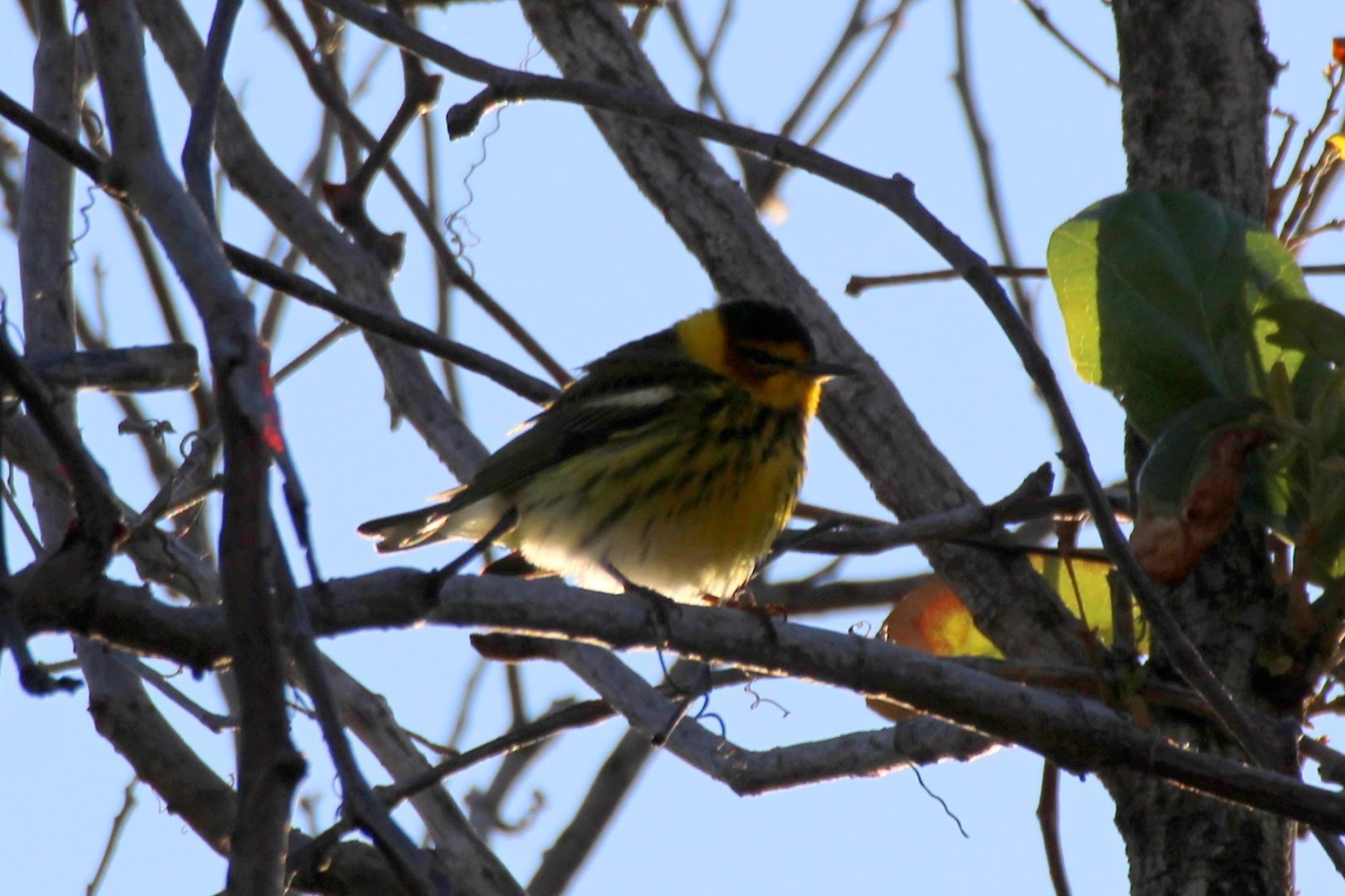 Cape May Warbler