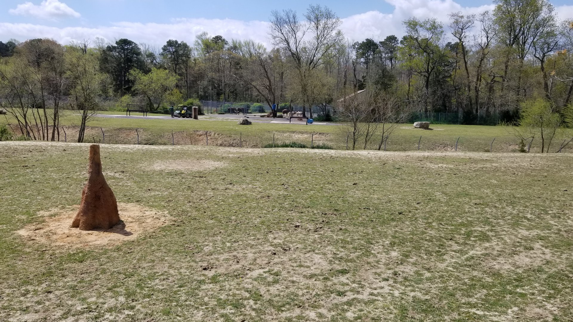 Cape May - Zebras in foreground, scimitar-horned oryx and ankole-watusi in background
