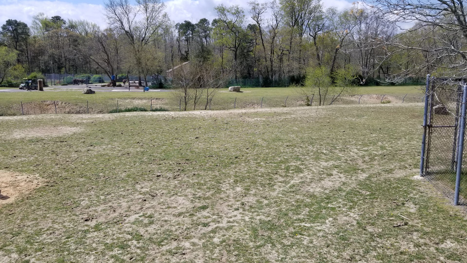 Cape May - Zebras in foreground, scimitar-horned oryx and ankole-watusi in background
