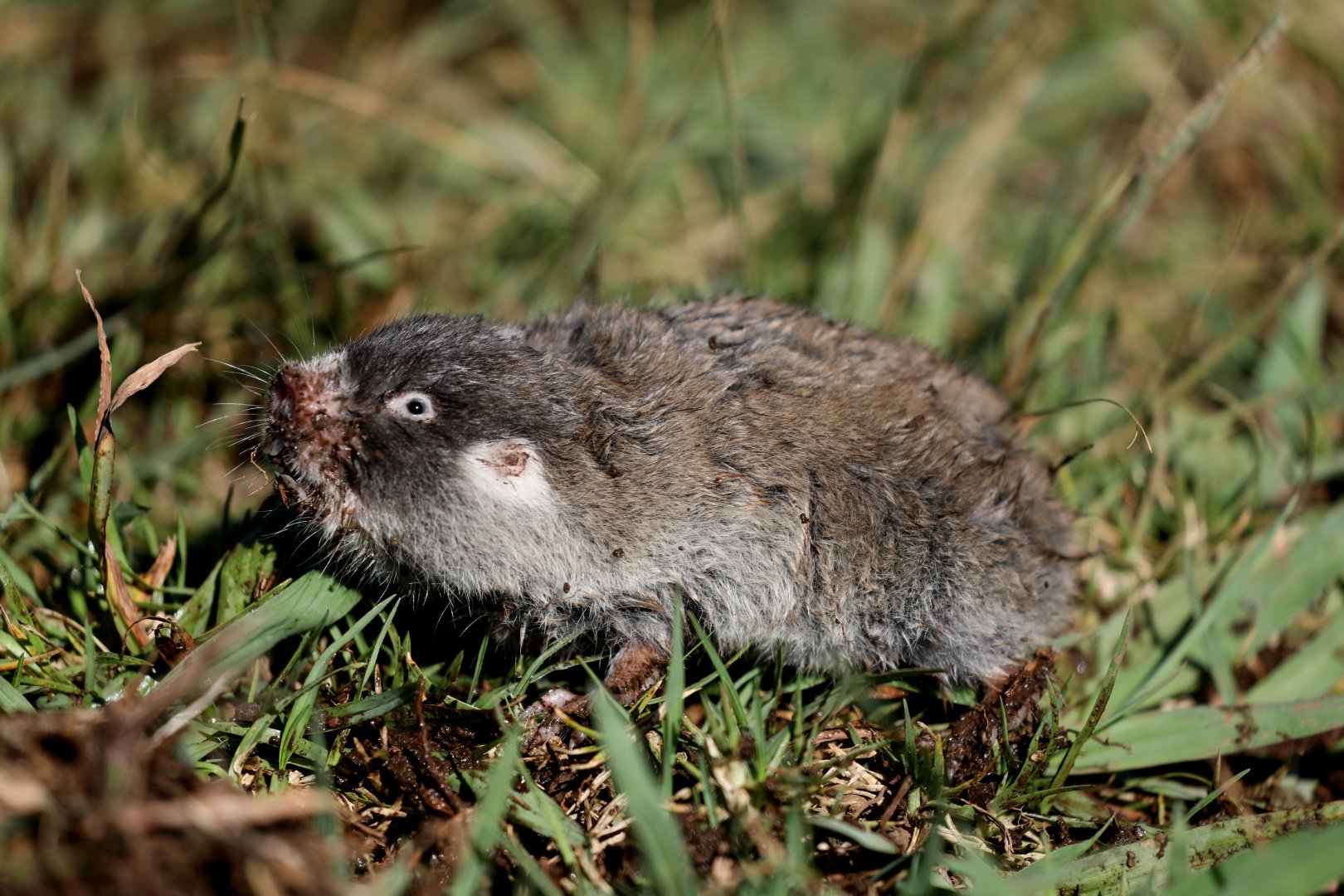 Cape mole-rat (Georychus capensis)