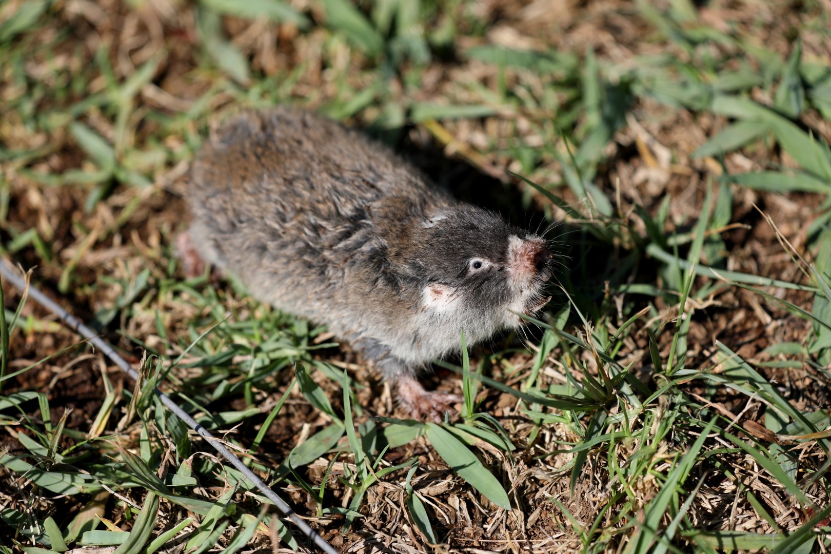 Cape mole-rat (Georychus capensis)