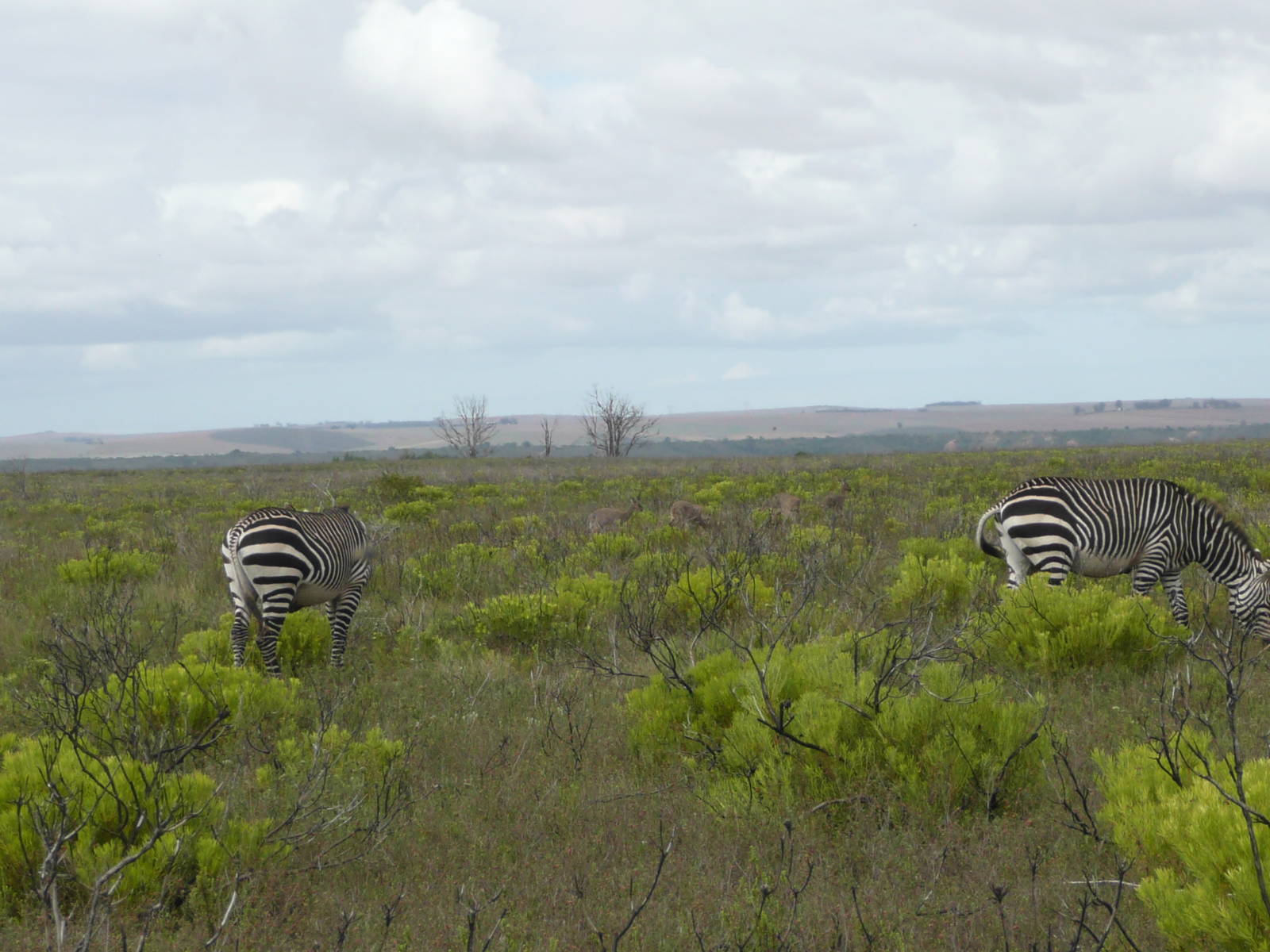 Cape Mountain Zebra and Rhebok