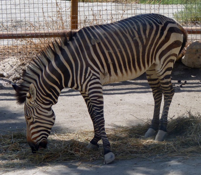 Cape mountain zebra (Equus zebra hartmannae)