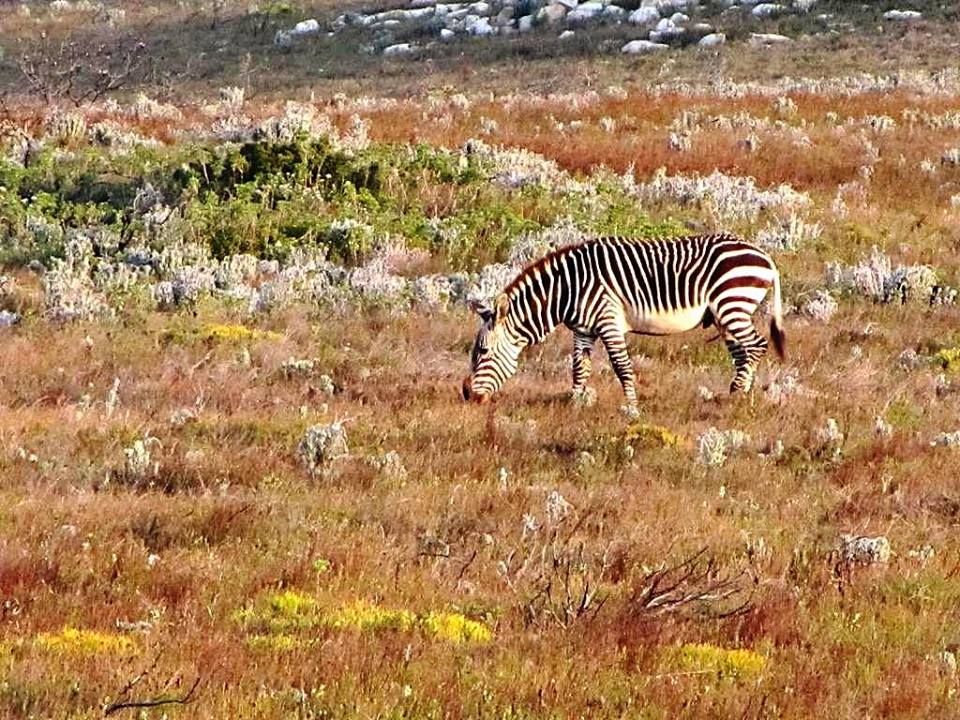 Cape Mountain Zebra Stallion