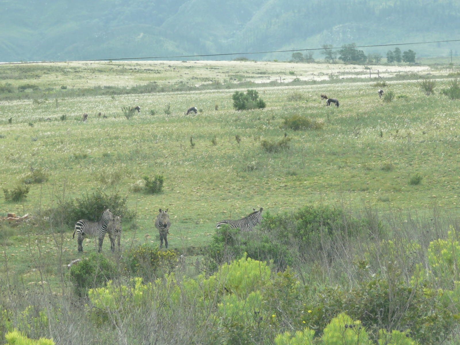 Cape Mountain Zebra with Bontebok in background .