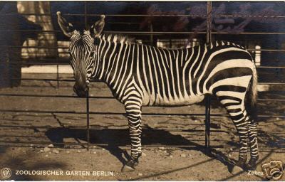 Cape mountain zebra