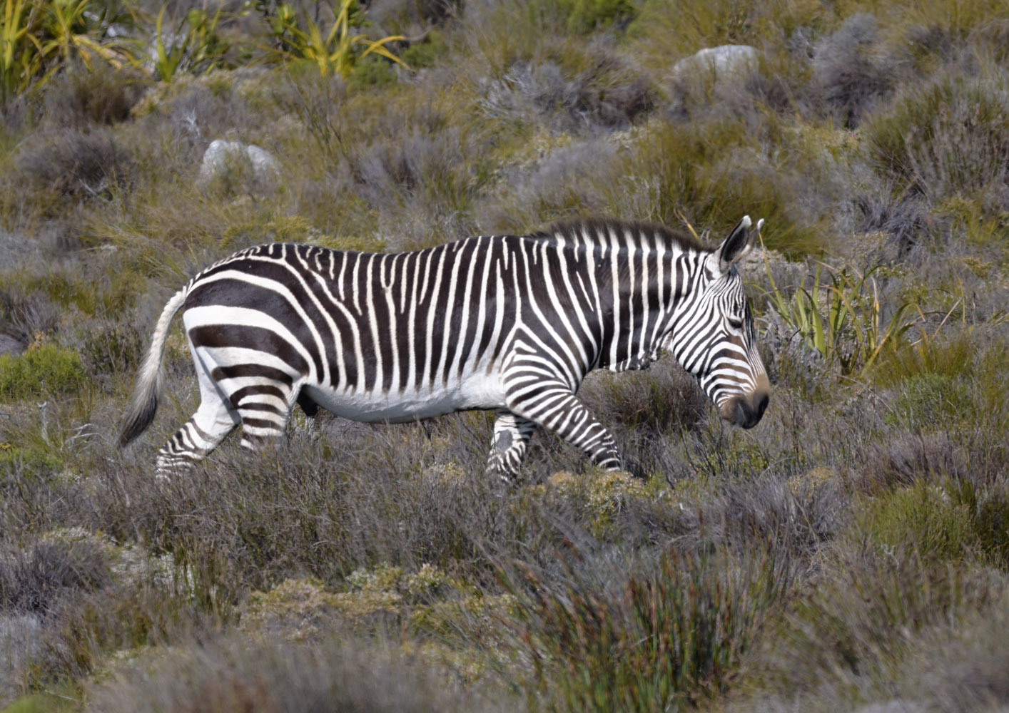 Cape mountain zebra