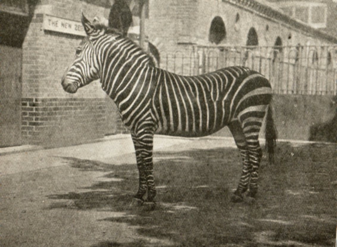 Cape Mountain Zebra
