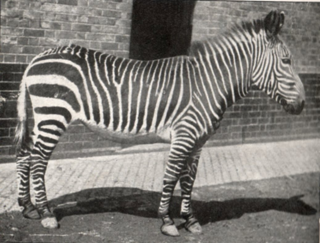 Cape Mountain zebra