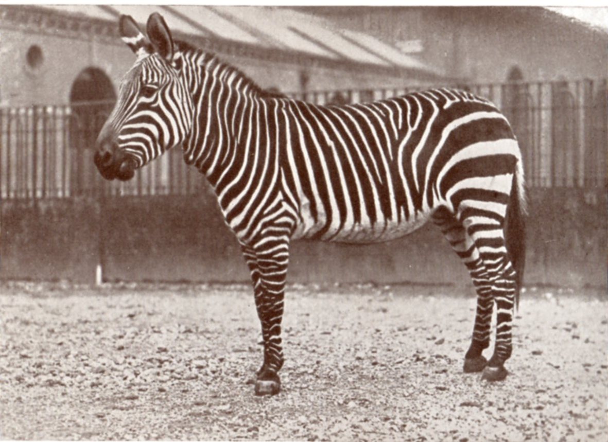 Cape Mountain zebra