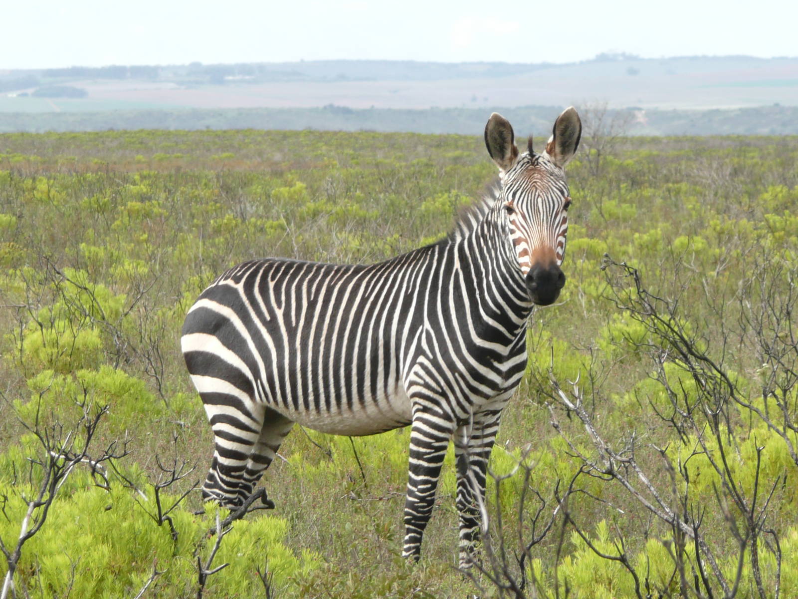 Cape Mountain Zebra