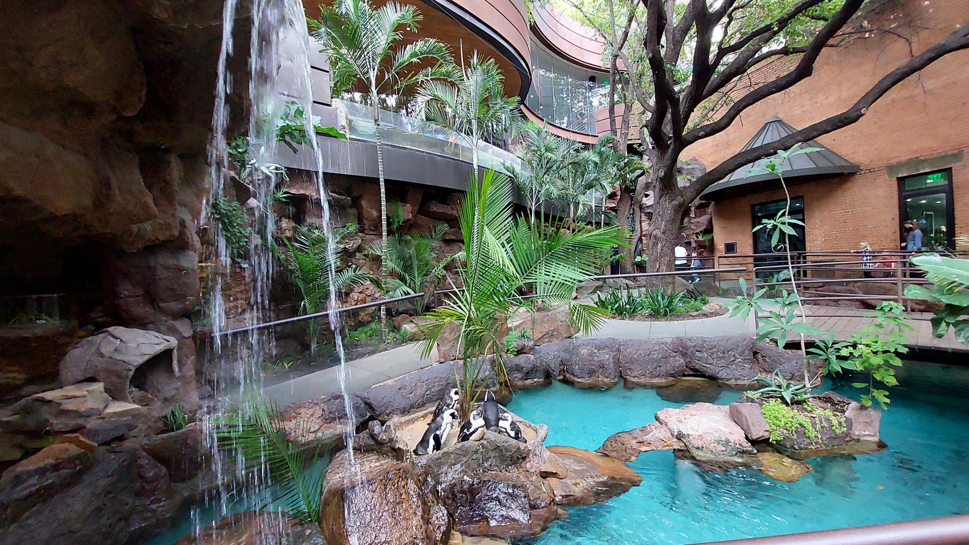 Cape of Good Hope- African Penguin Exhibit