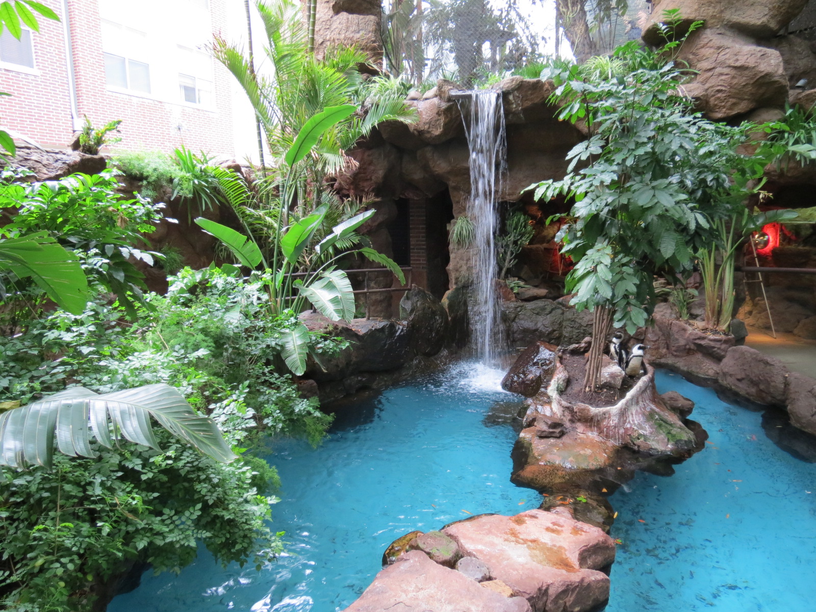 Cape of Good Hope - Black-footed Penguin Exhibit