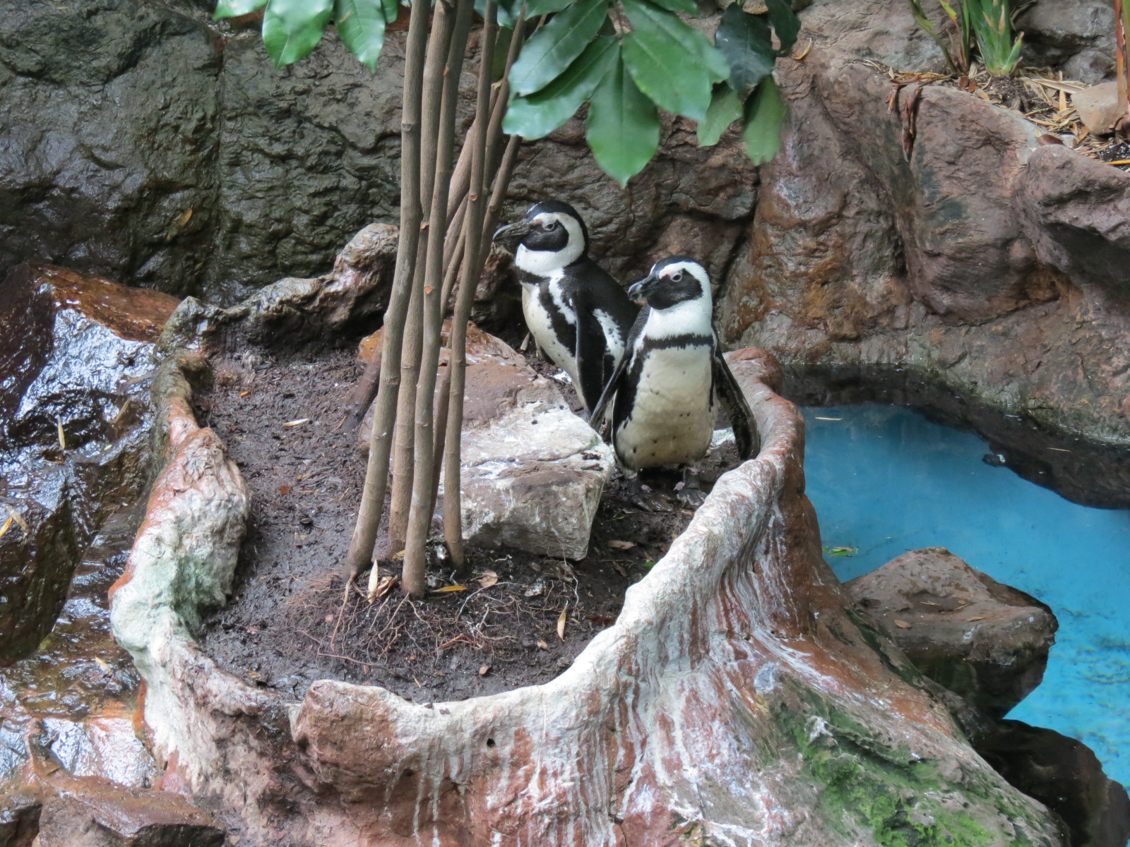 Cape of Good Hope - Black-footed Penguin Exhibit