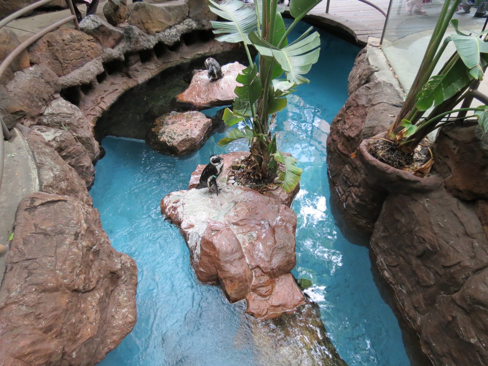 Cape of Good Hope - Black-footed Penguin Exhibit