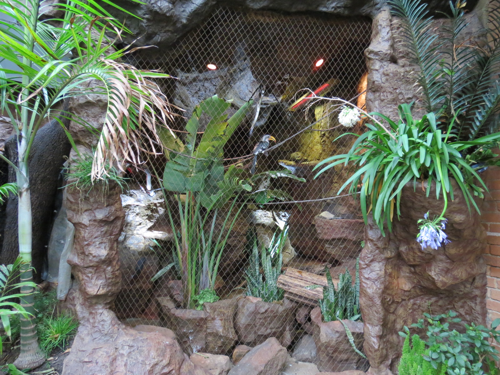 Cape of Good Hope - Rock Hyrax and Eastern Yellow-bellied Hornbill Exhibit