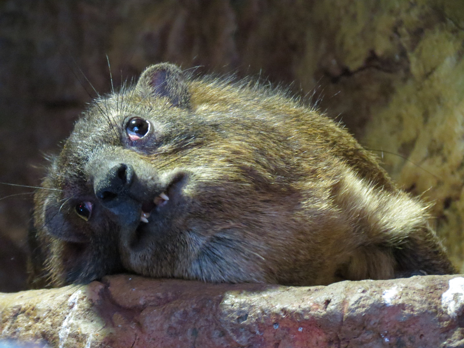 Cape of Good Hope - Rock Hyrax