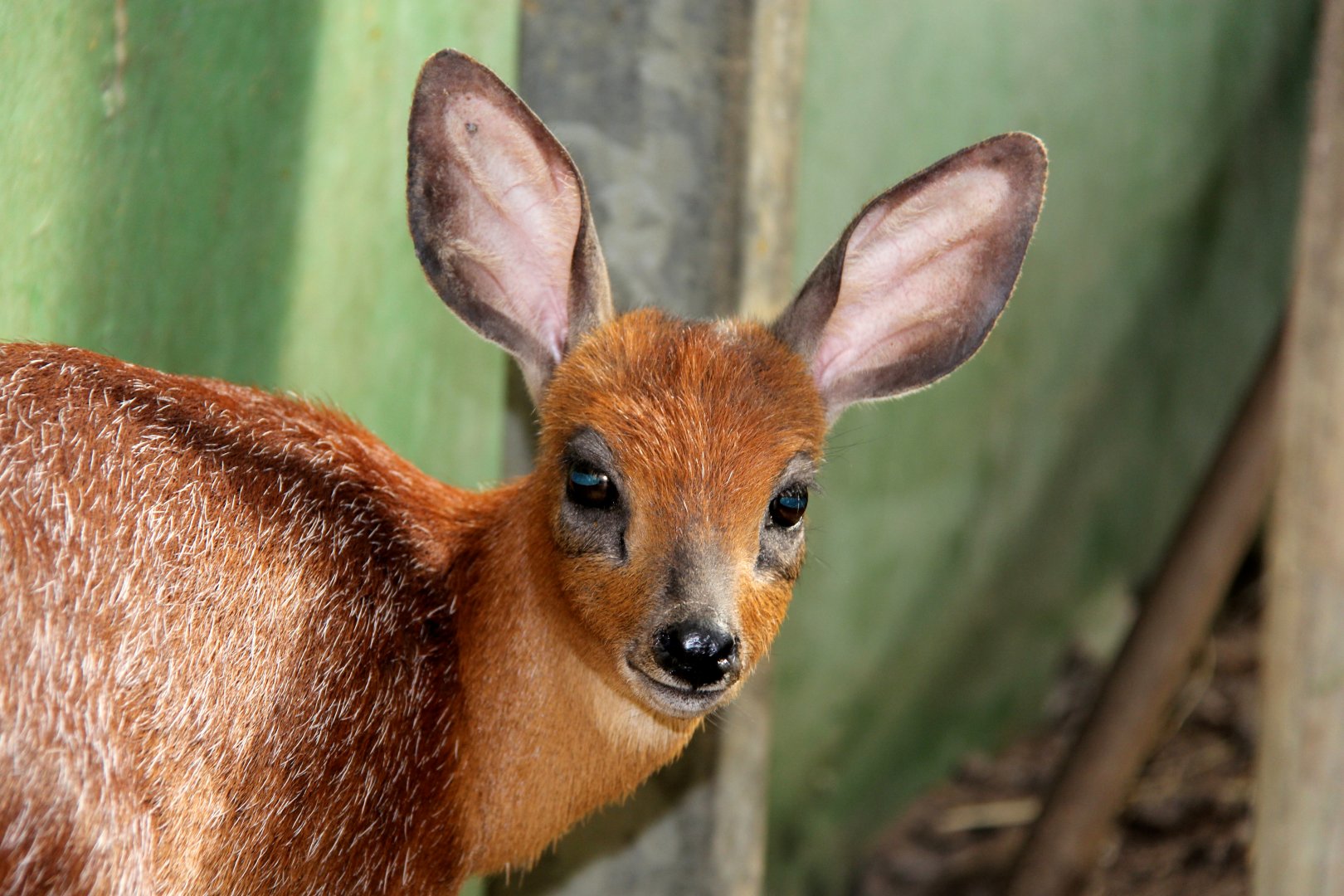Cape or southern grysbok (Raphicerus melanotis)