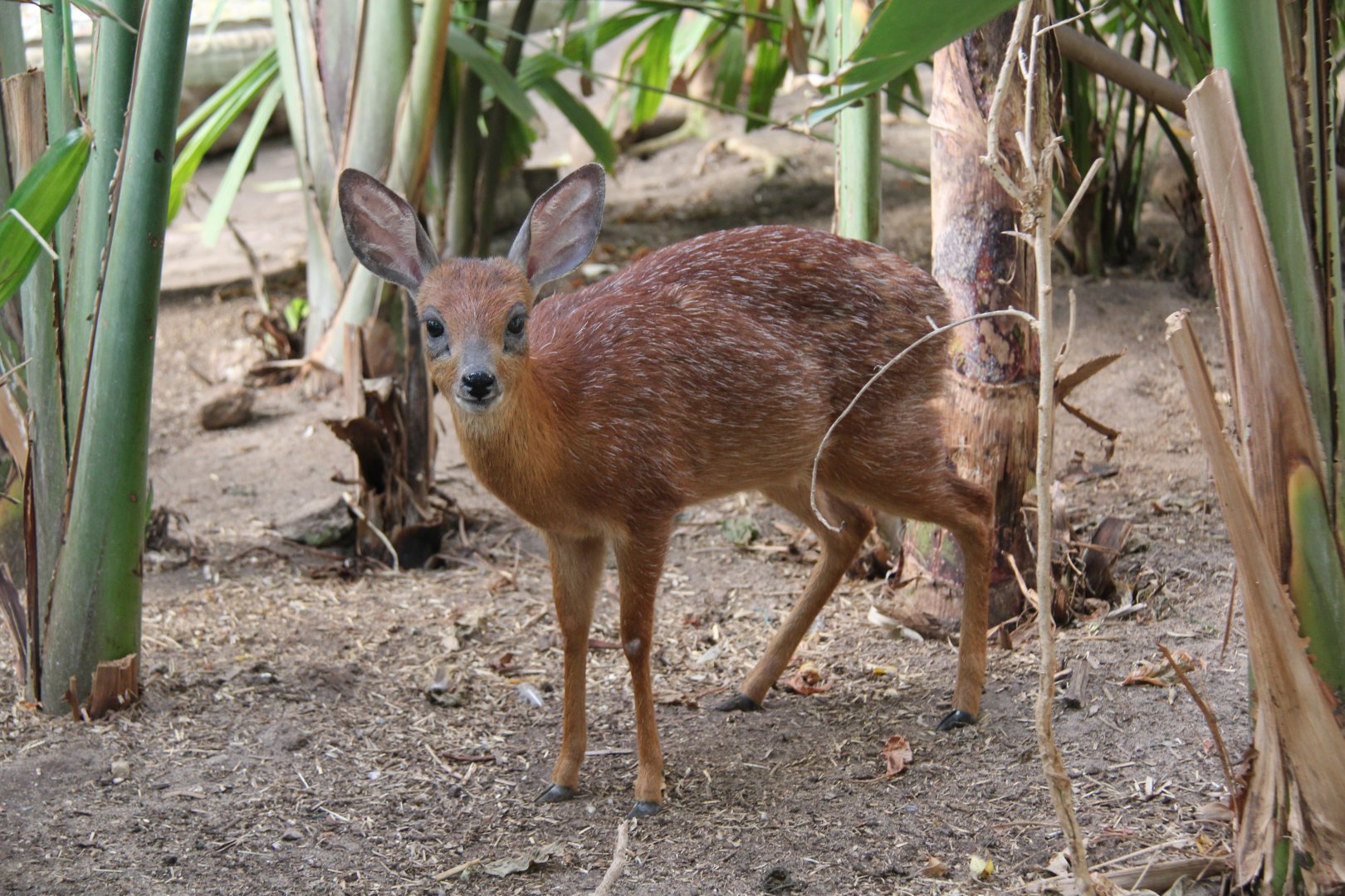 Cape or southern grysbok (Raphicerus melanotis)