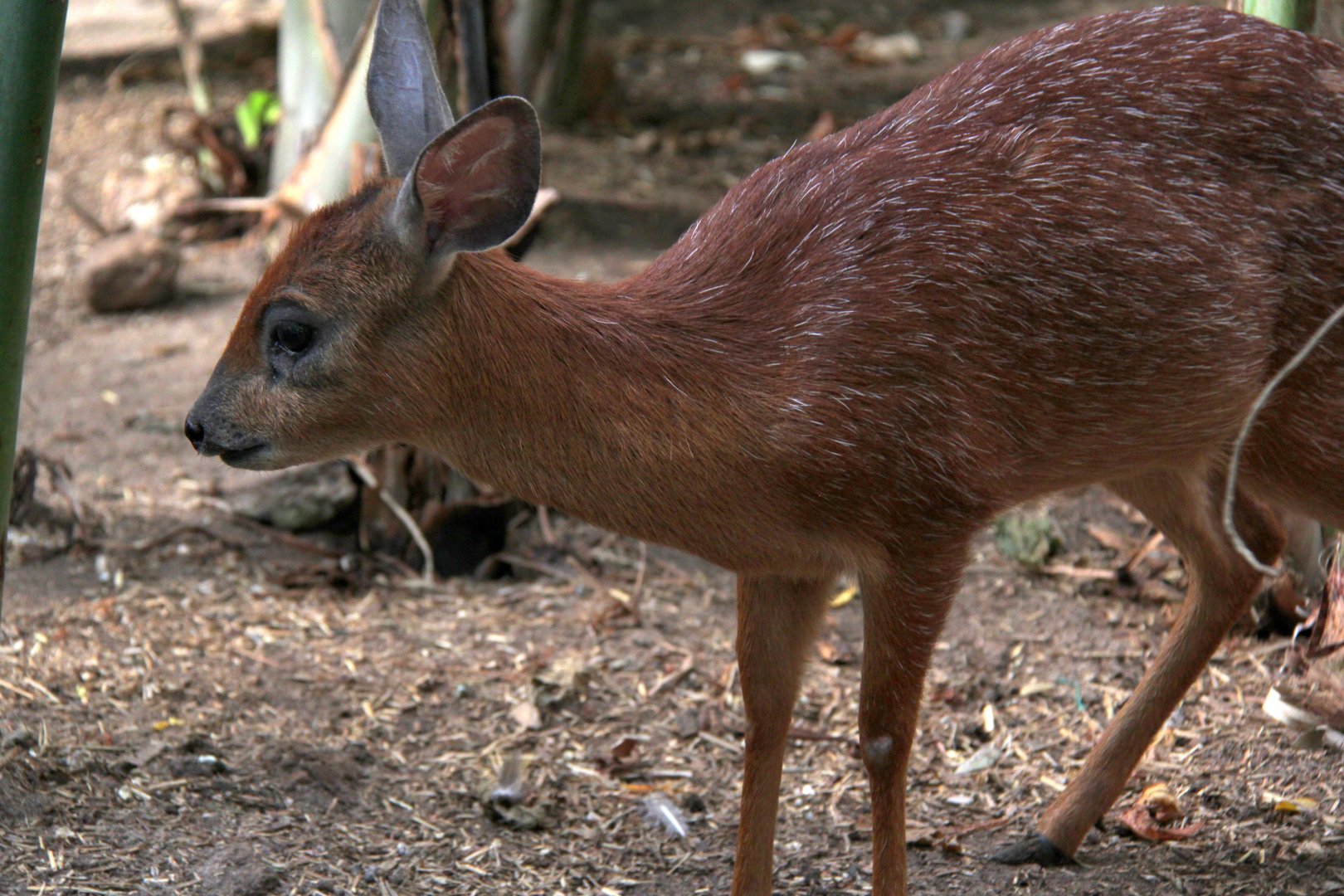 Cape or southern grysbok (Raphicerus melanotis)