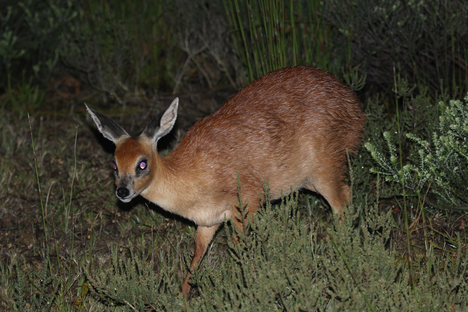 Cape or southern grysbok (Raphicerus melanotis)