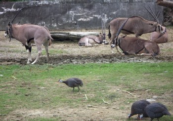 Cape Oryx (Oryx gazella) with Helmeted Guineafowl (Numida meleagris)