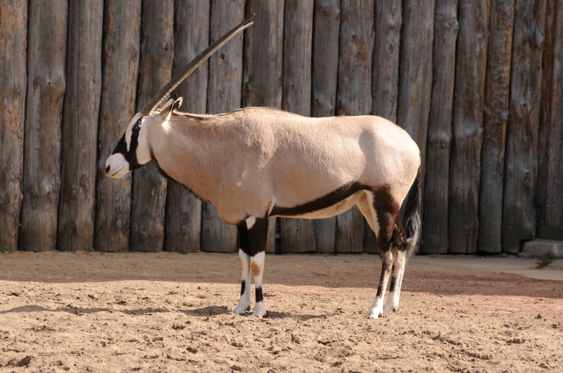 Cape oryx