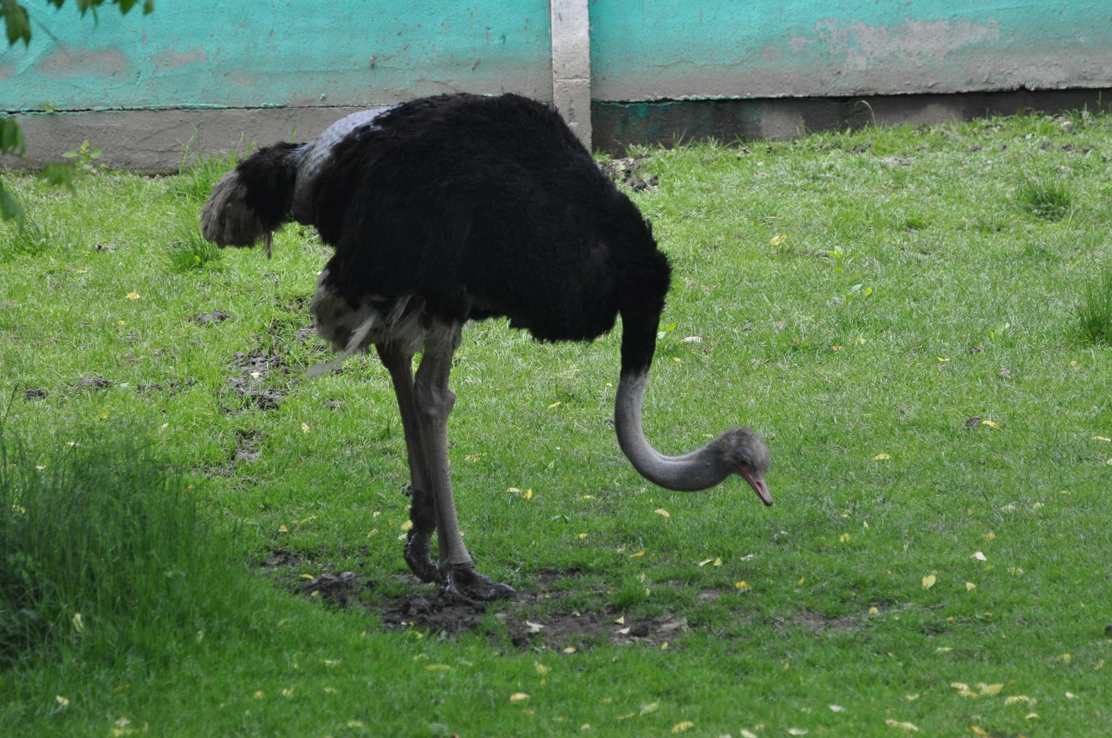 Cape ostrich/ Struthio camelus australis