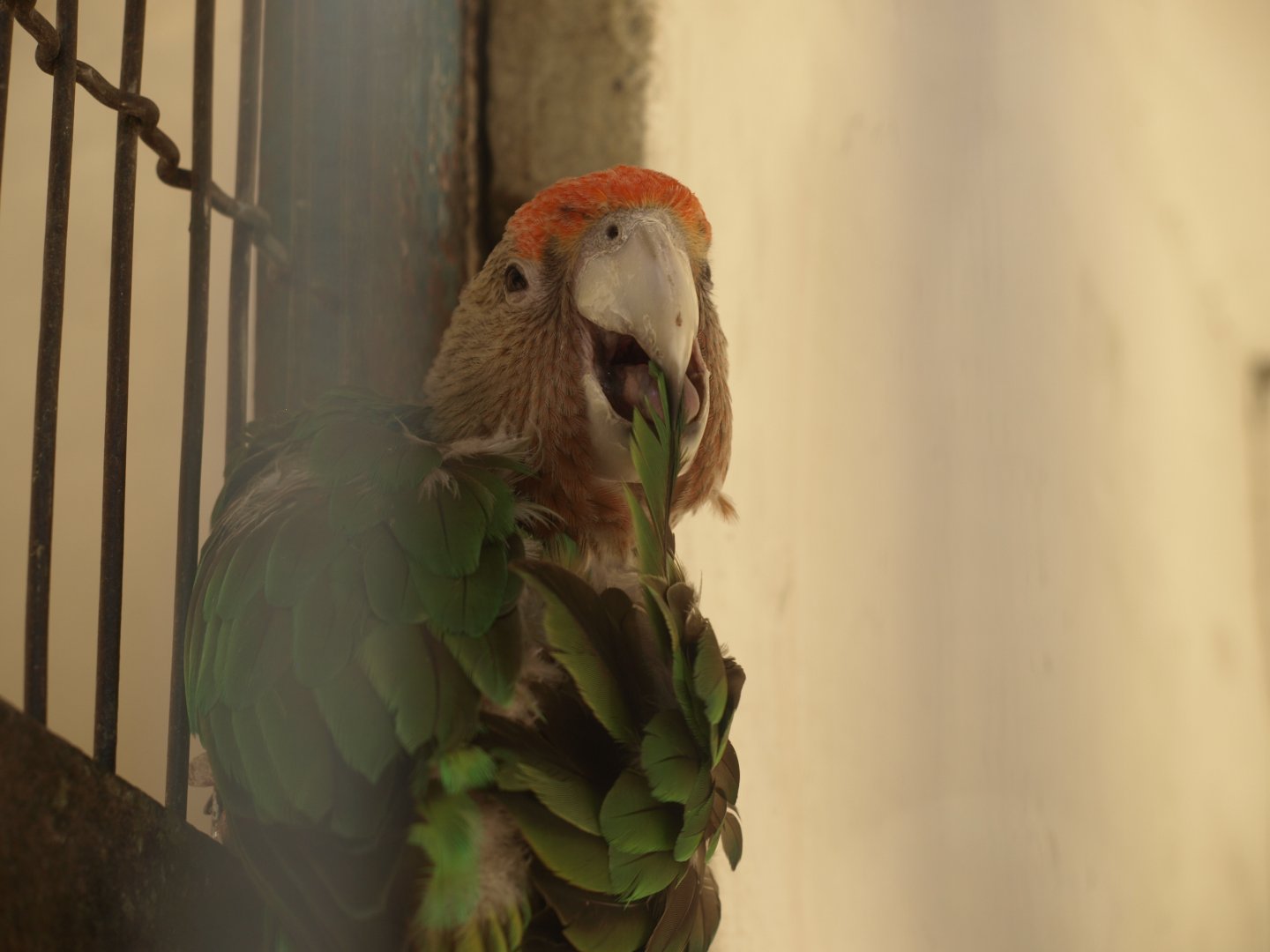 Cape parrot - Lahore zoo 8/4/2017