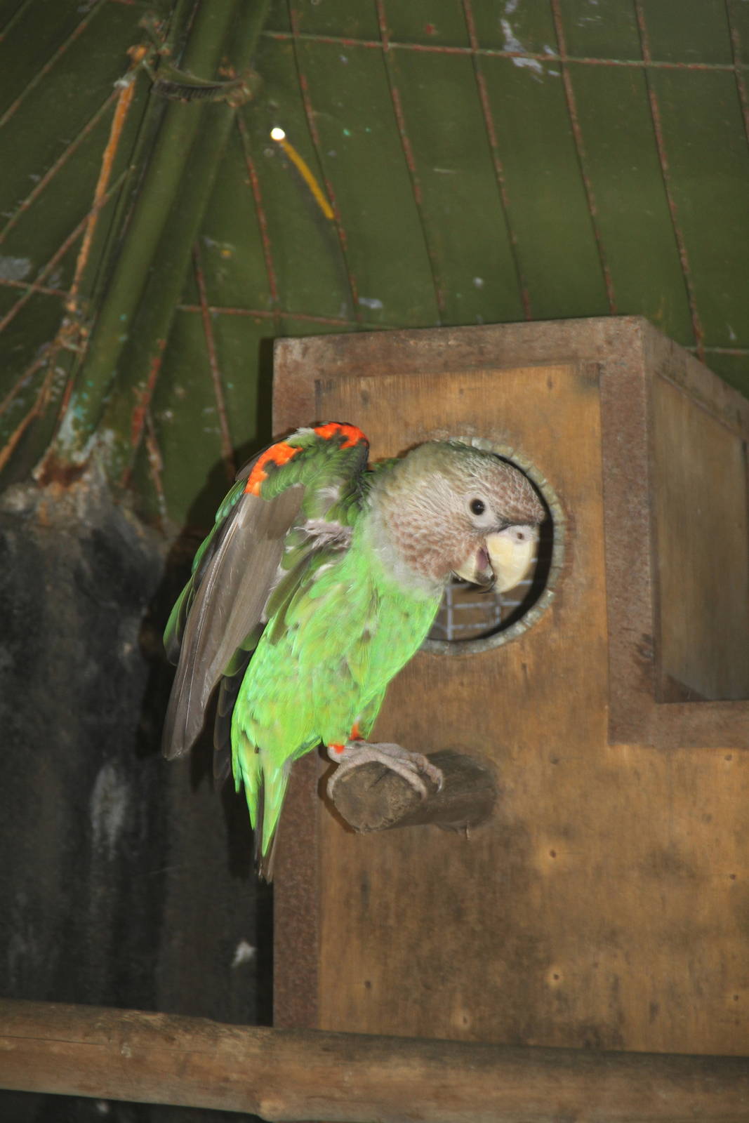 Cape Parrot (Poicephalus robustus)