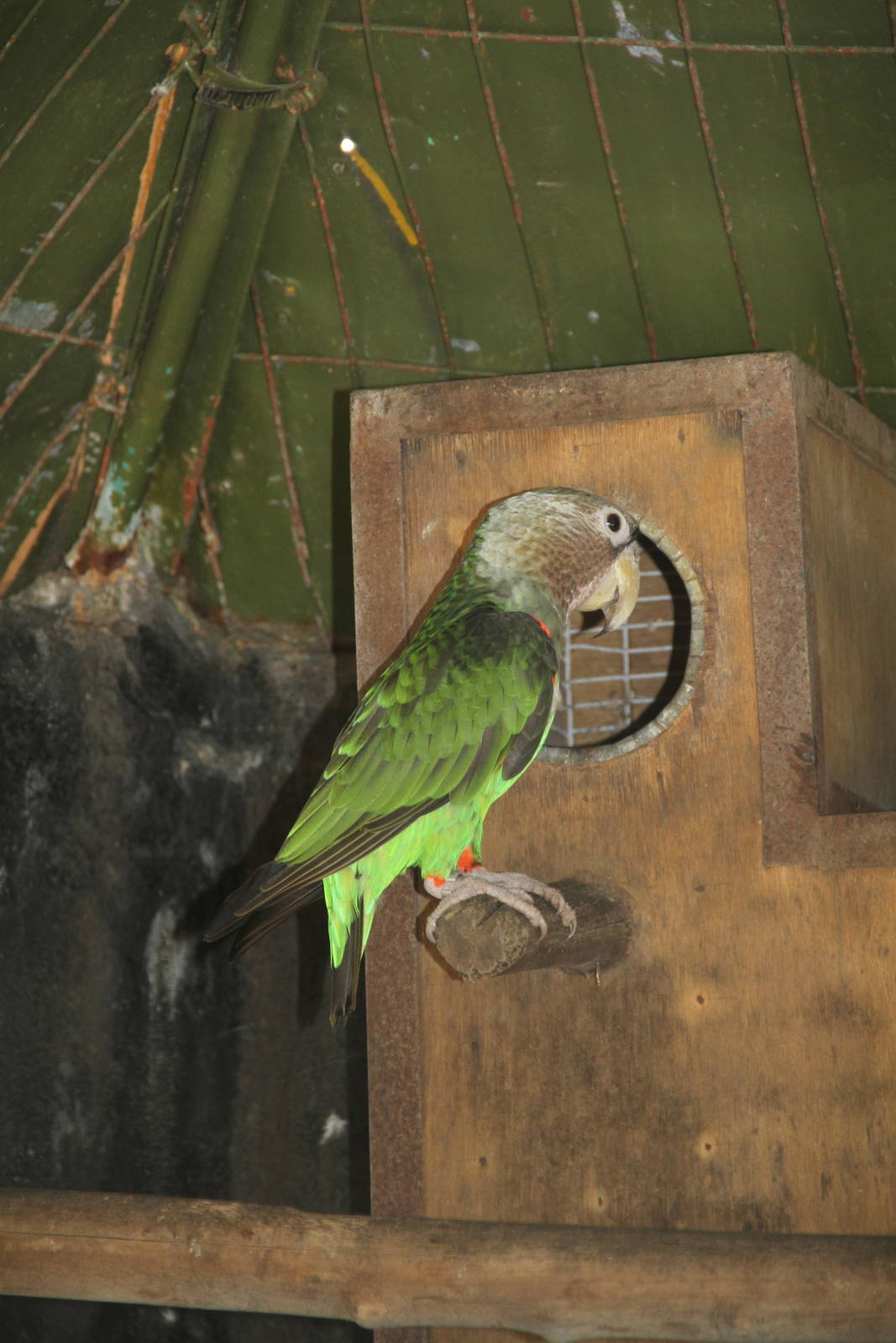 Cape Parrot (Poicephalus robustus)