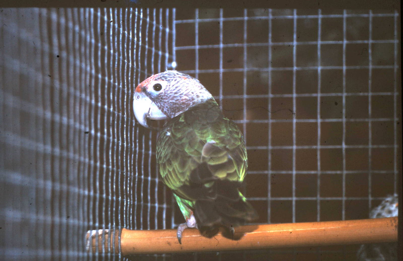 Cape parrot