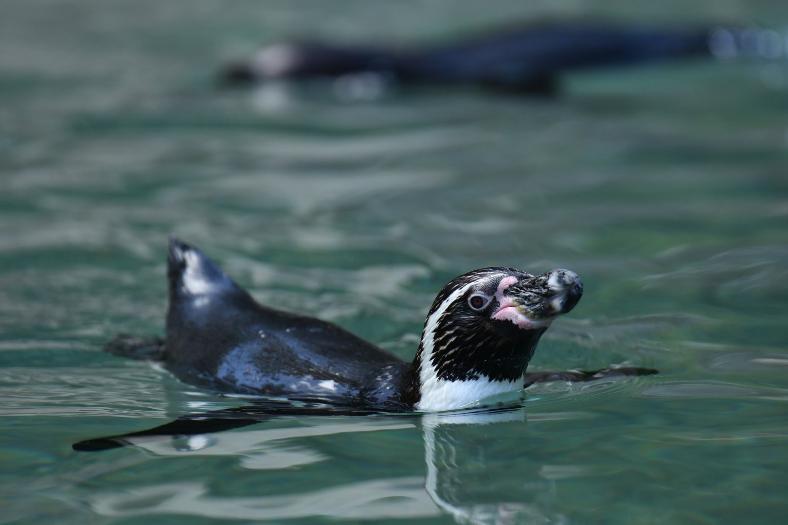 Cape penguin (Spheniscus demersus)